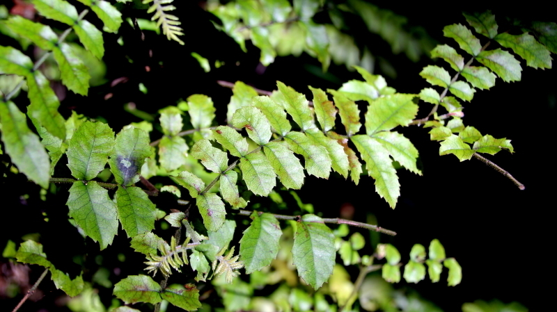 Image of Ackama rosifolia A. Cunn.