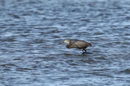 Image of <i>Egretta garzetta dimorpha</i>