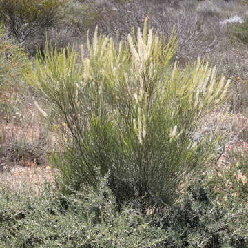 Imagem de Grevillea biformis Meissn.