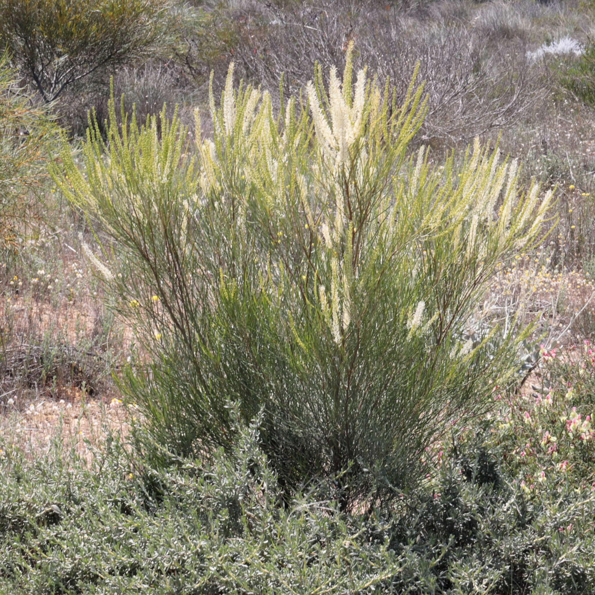 Imagem de Grevillea biformis Meissn.