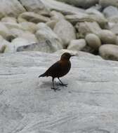 Image of Brown Dipper