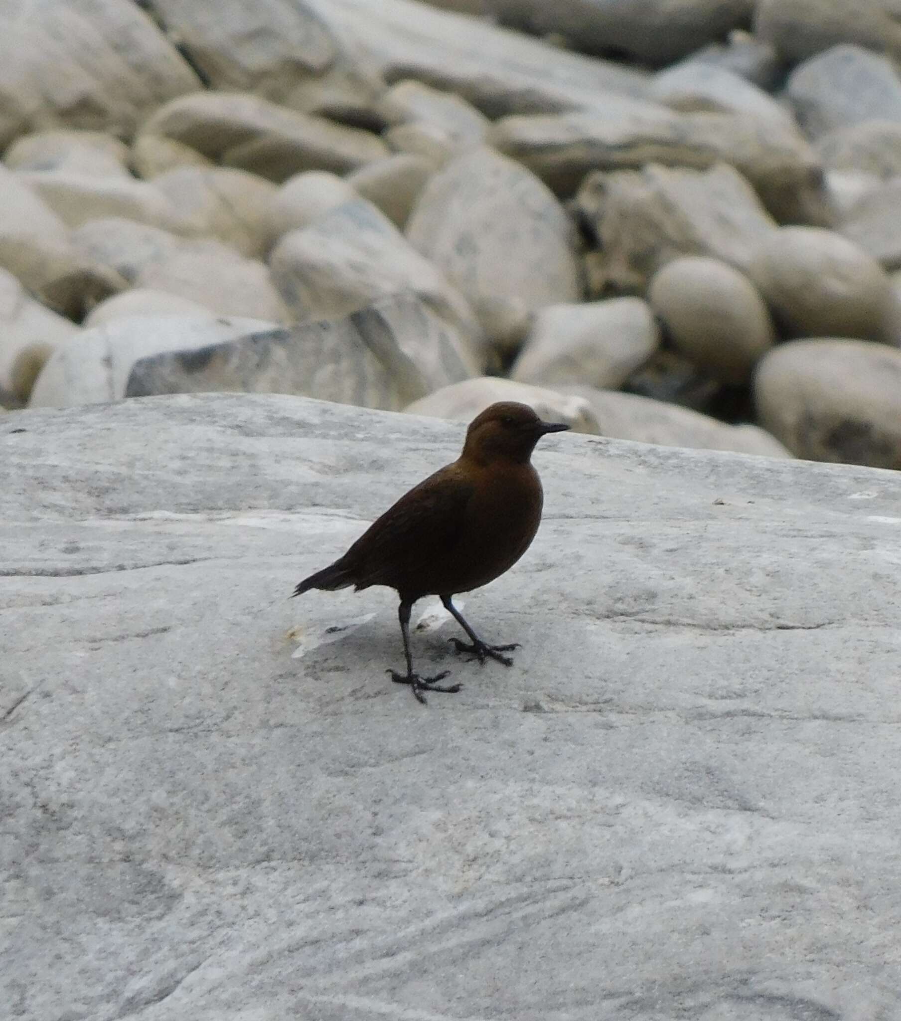 Image of Brown Dipper