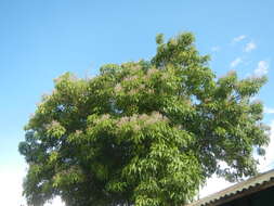 Image of smallflower chaste-tree