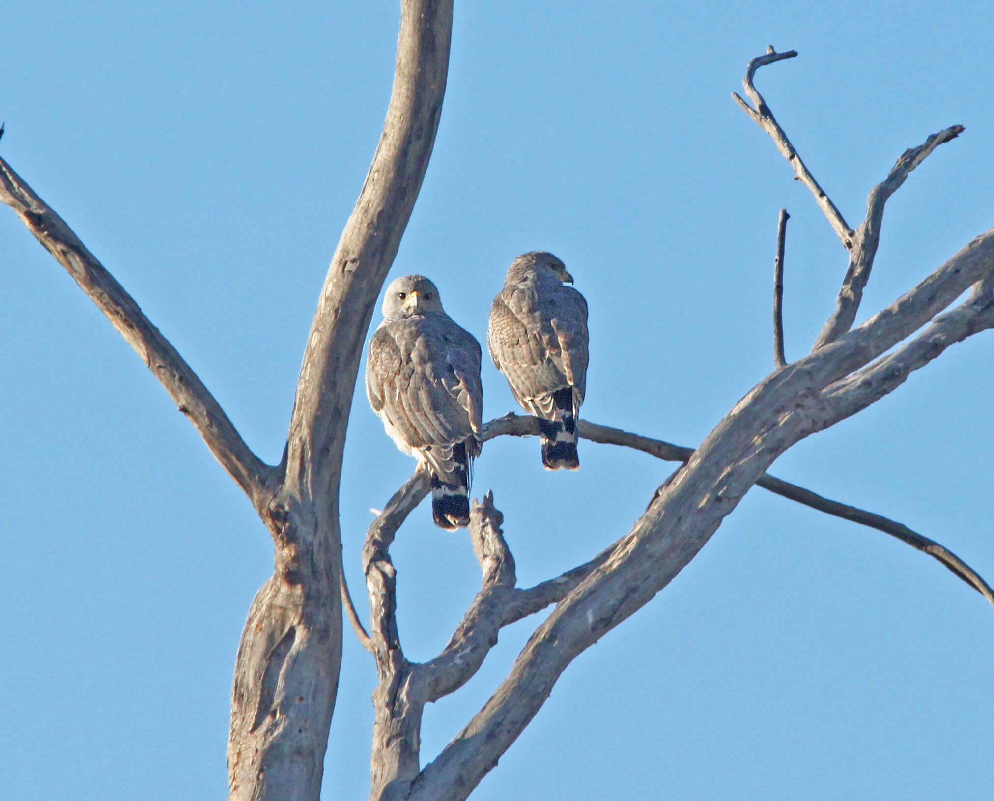 Image of Gray Hawk