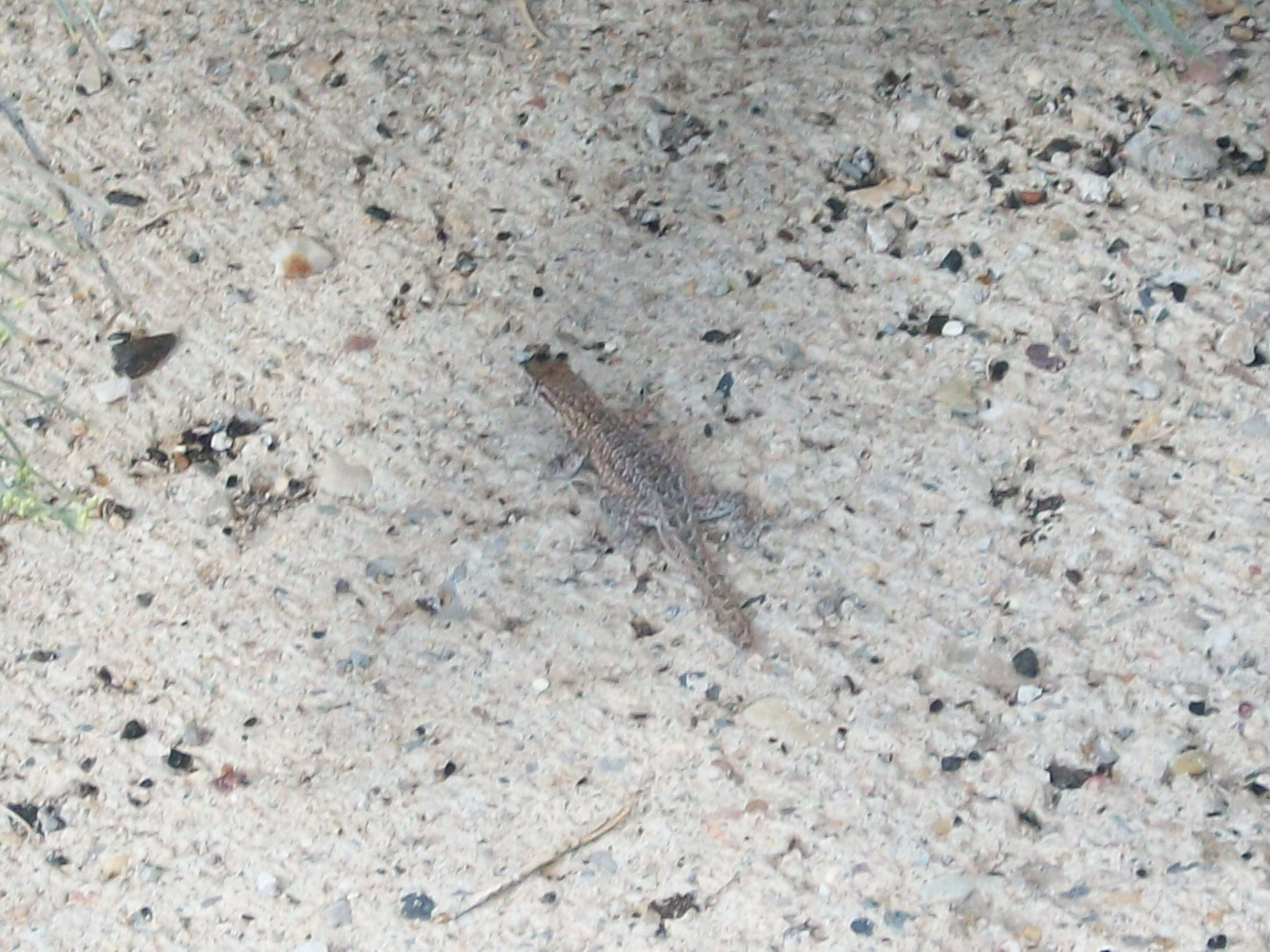 Image of common side-blotched lizard