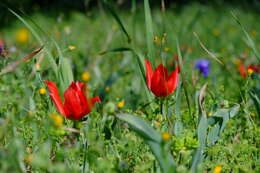 Image of Cyprus tulip