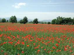 Image of corn poppy