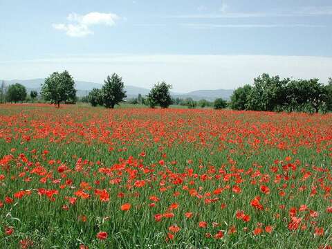 Image of corn poppy