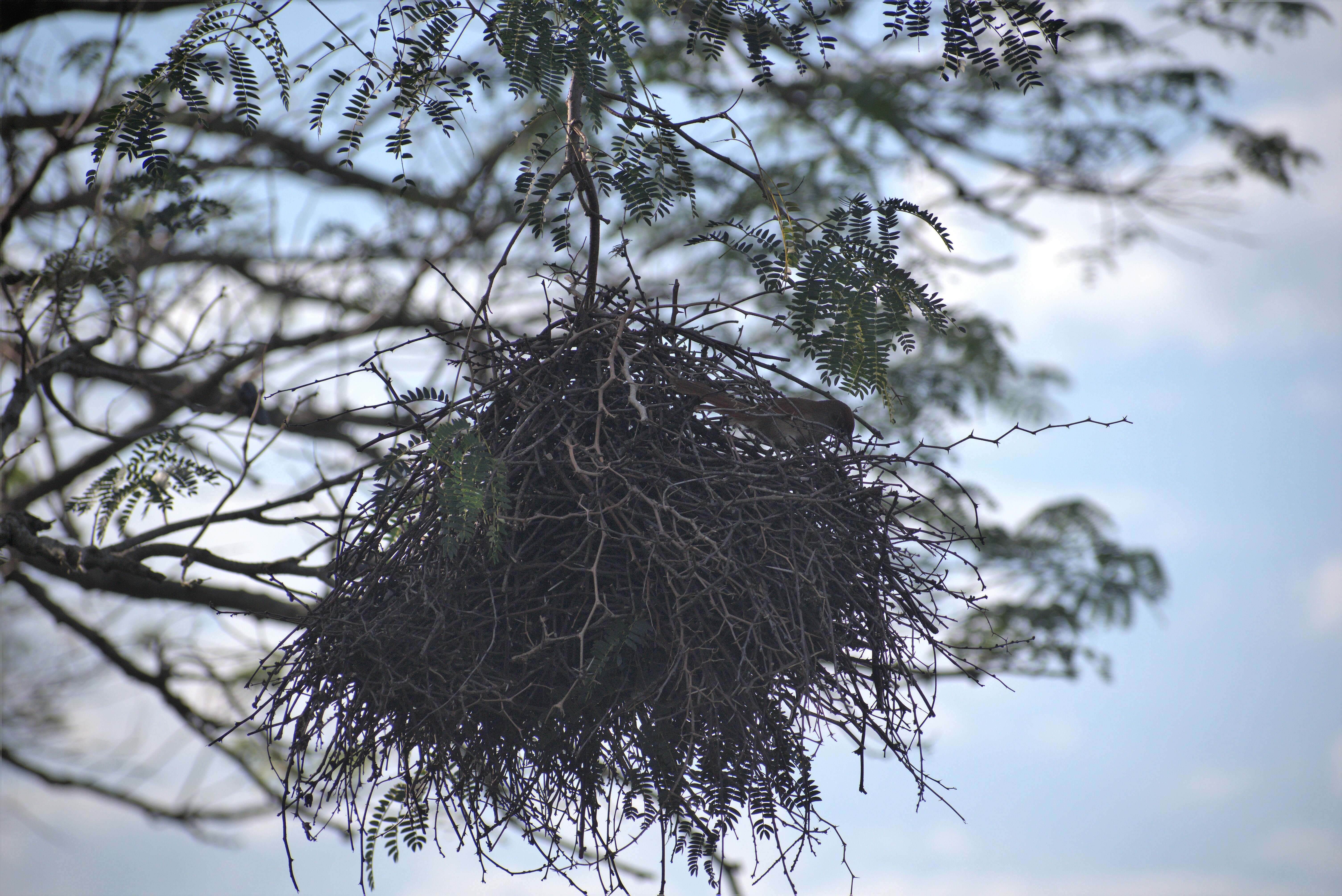 Image of Freckle-breasted Thornbird