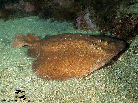 Image of Marbled Electric Ray