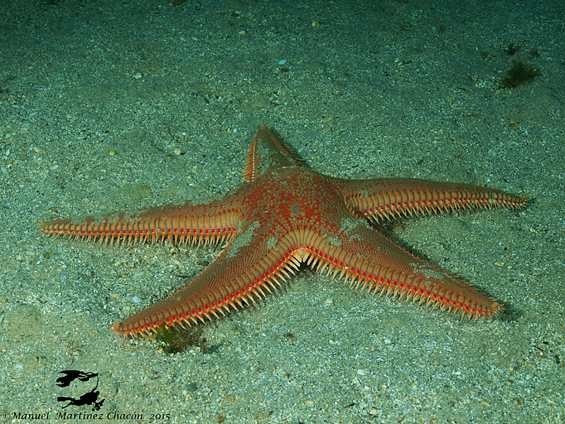 astropecten aurantiacus