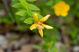 Image de Hypericum hookerianum Wight & Arn.