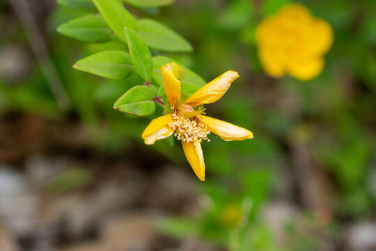 Image of Hooker's St. Johnswort