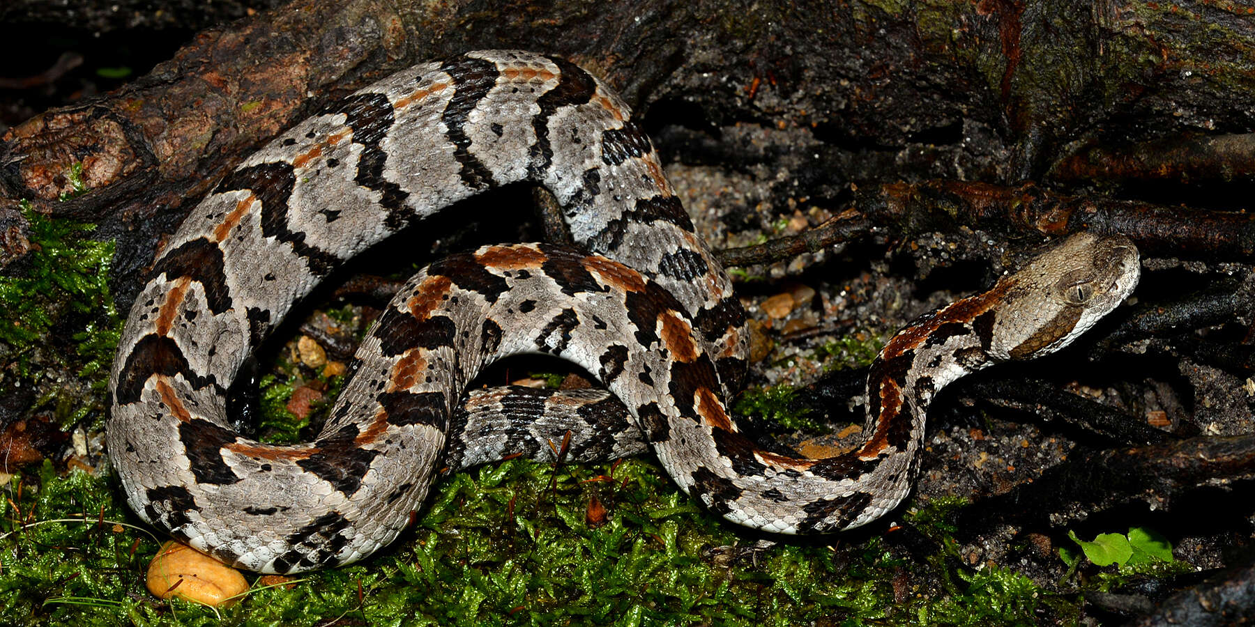 Image of Timber Rattlesnake