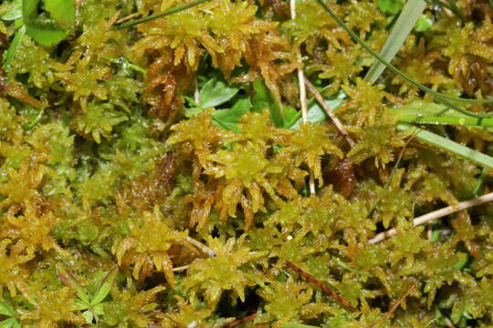 Image of slender cow-horn bog-moss