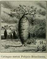 Image of Ceiba ventricosa (Arruda ex Nees & Mart.) P. Ravenna