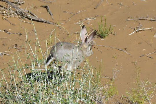 Image of Tolai Hare