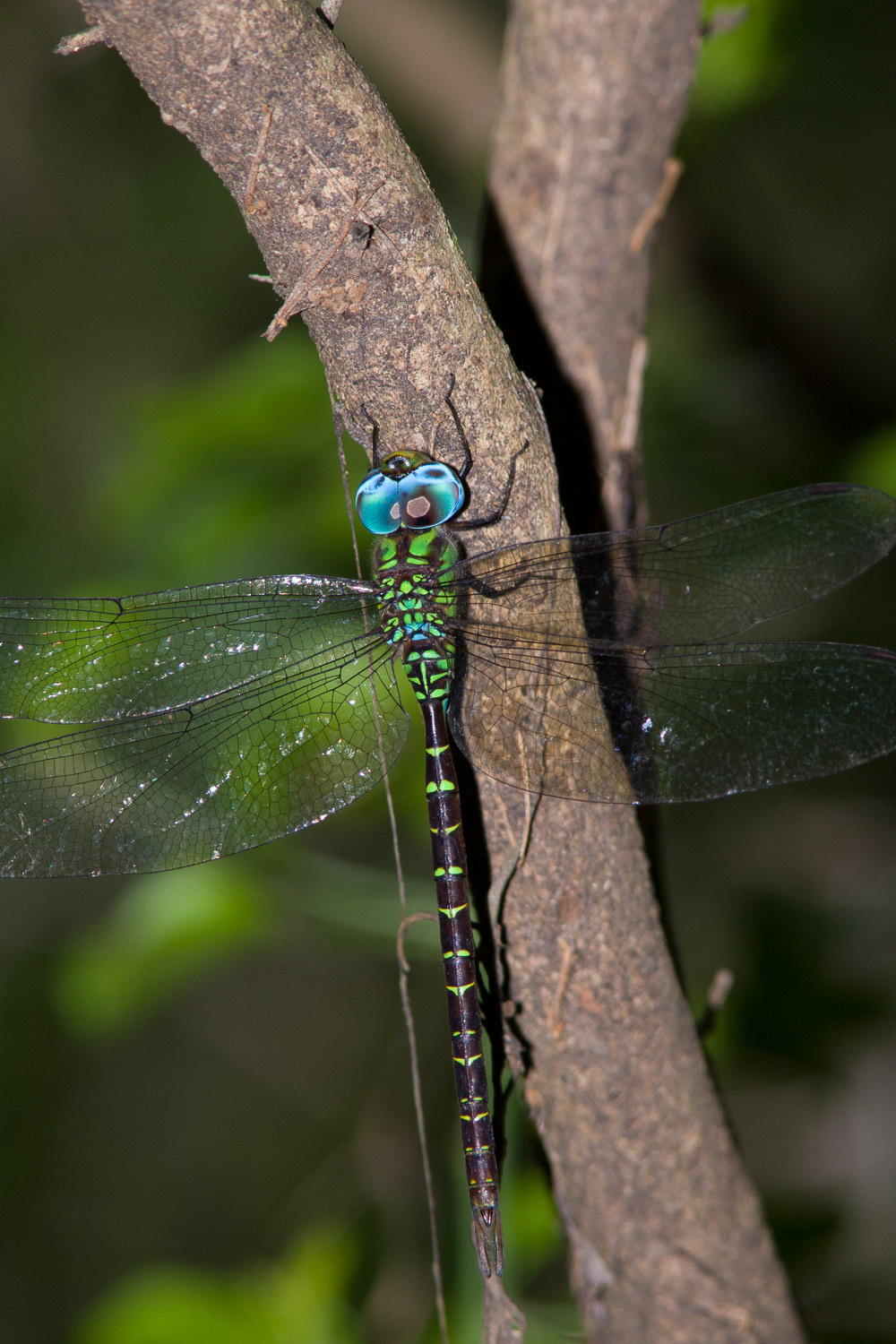 Image of Triacanthagyna caribbea Williamson 1923