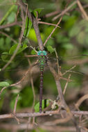 Image of Triacanthagyna caribbea Williamson 1923