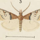 Image of Scoparia fimbriata Philpott 1917