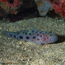 Image of Leopard-spotted Goby