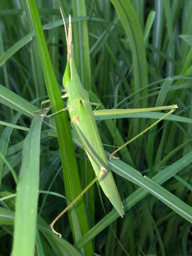 Image of Acrida cinerea (Thunberg 1815)