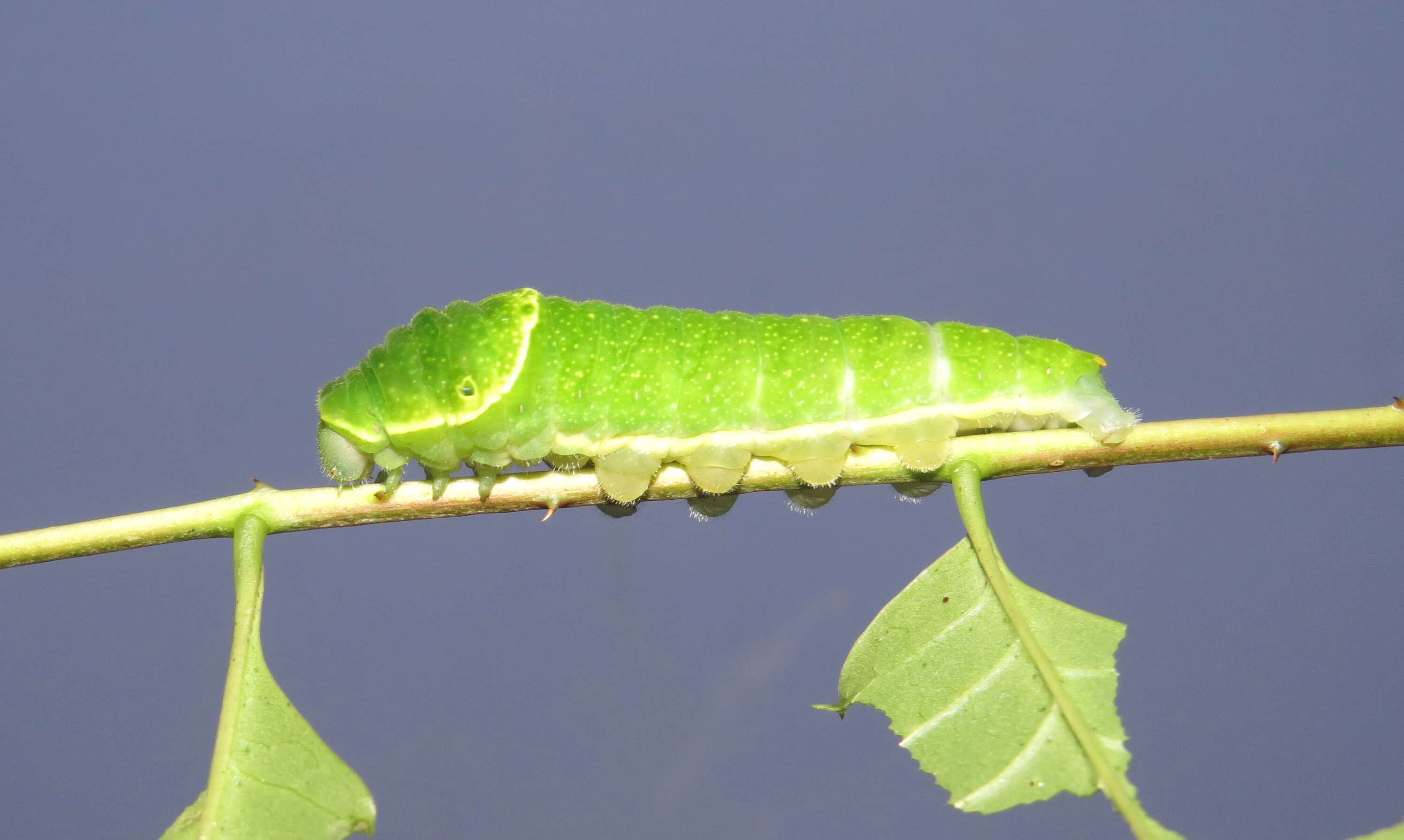 Image of Zanthoxylum rhetsa (Roxb.) DC.