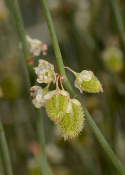 Image of Fire bush