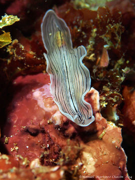 Image of candy striped flatworm