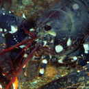 Image of European lobster