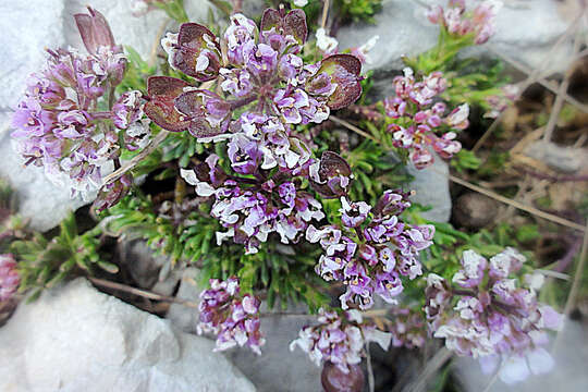 Plancia ëd Iberis saxatilis L.