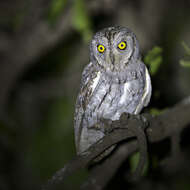 Image of African Scops Owl