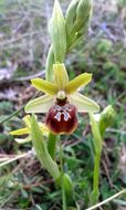 Image of <i>Ophrys sphegodes</i>