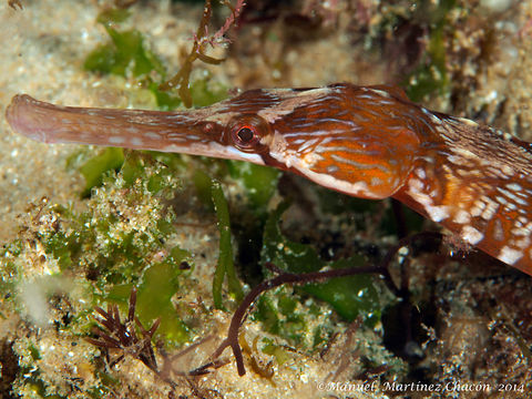 Image of Common Pipefish