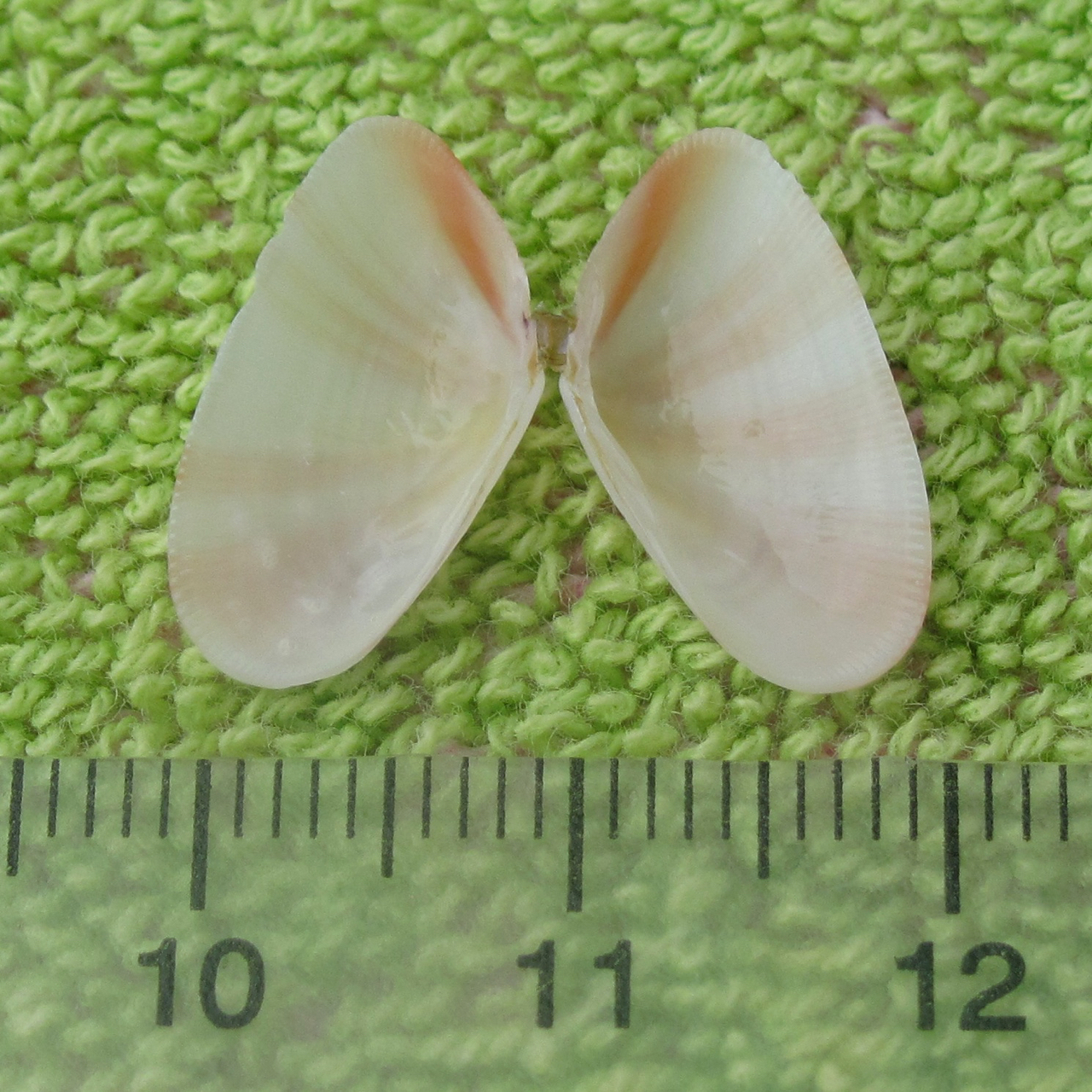 Image of butterfly shell