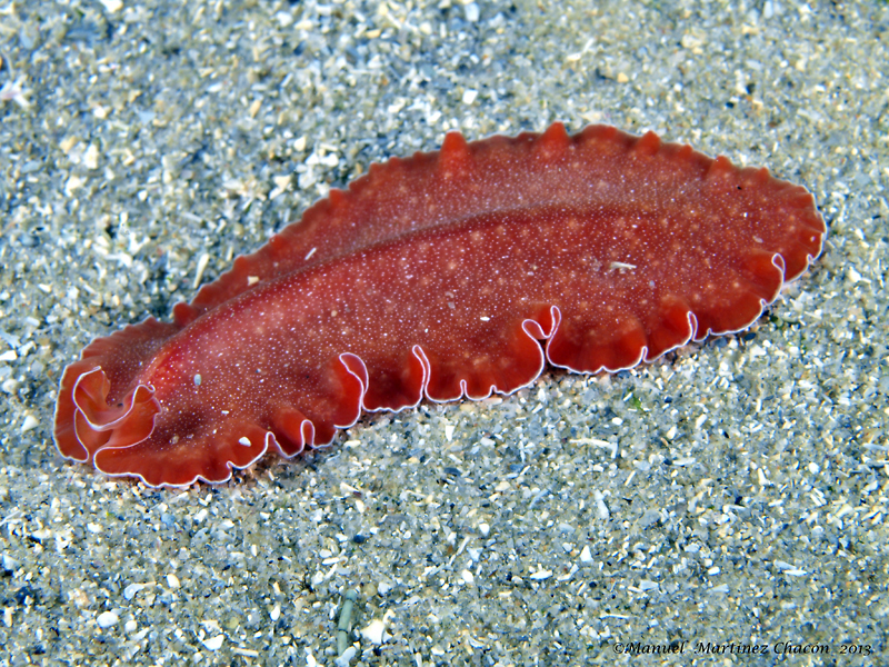 Platyhelminthes flatworm