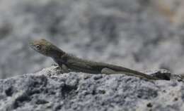 Image de Anolis scriptus Garman 1887