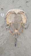 Image of Horseshoe Crab