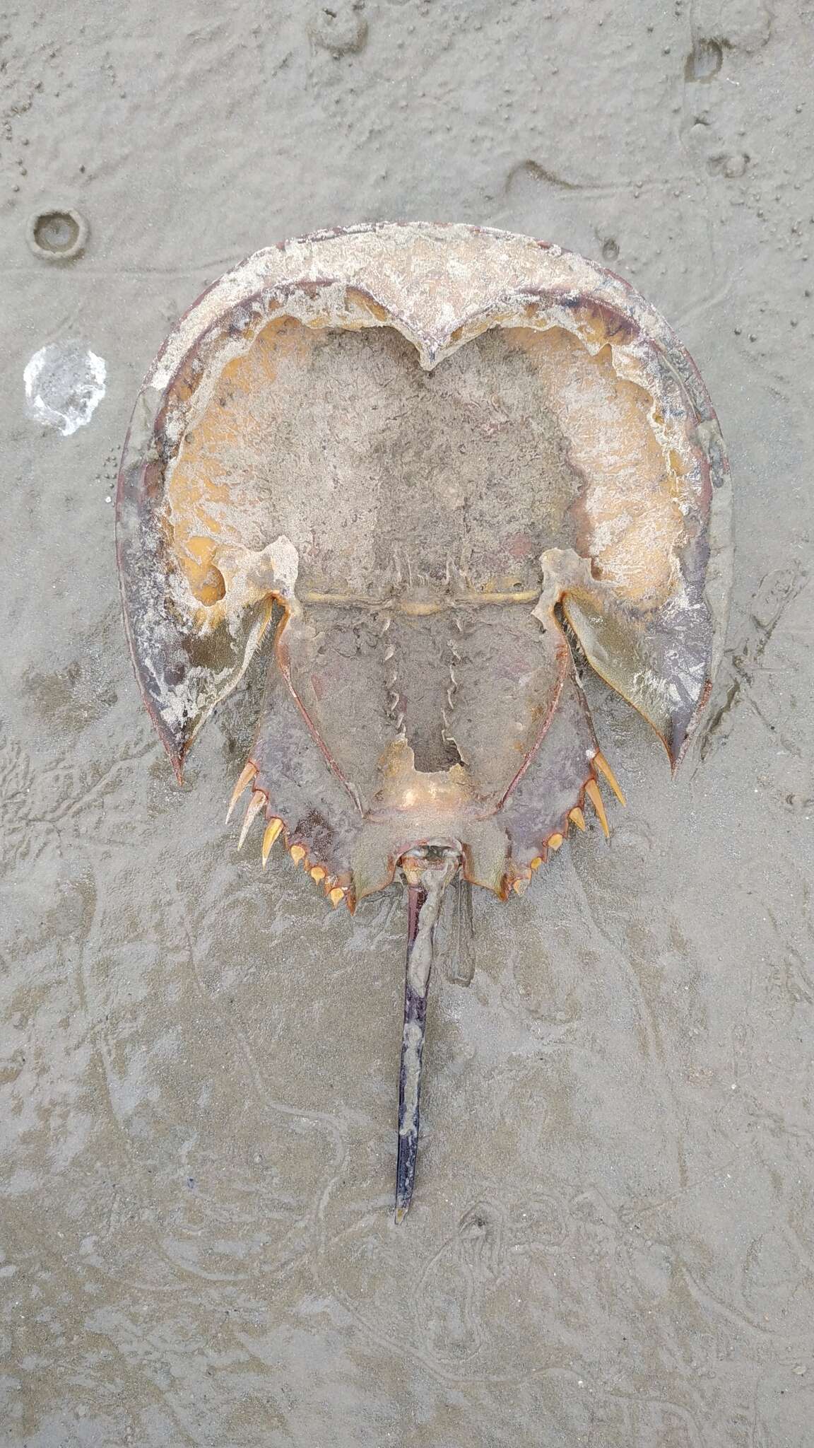 Image of Horseshoe Crab