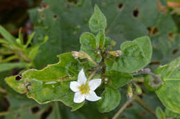 Plancia ëd Solanum nigrum L.