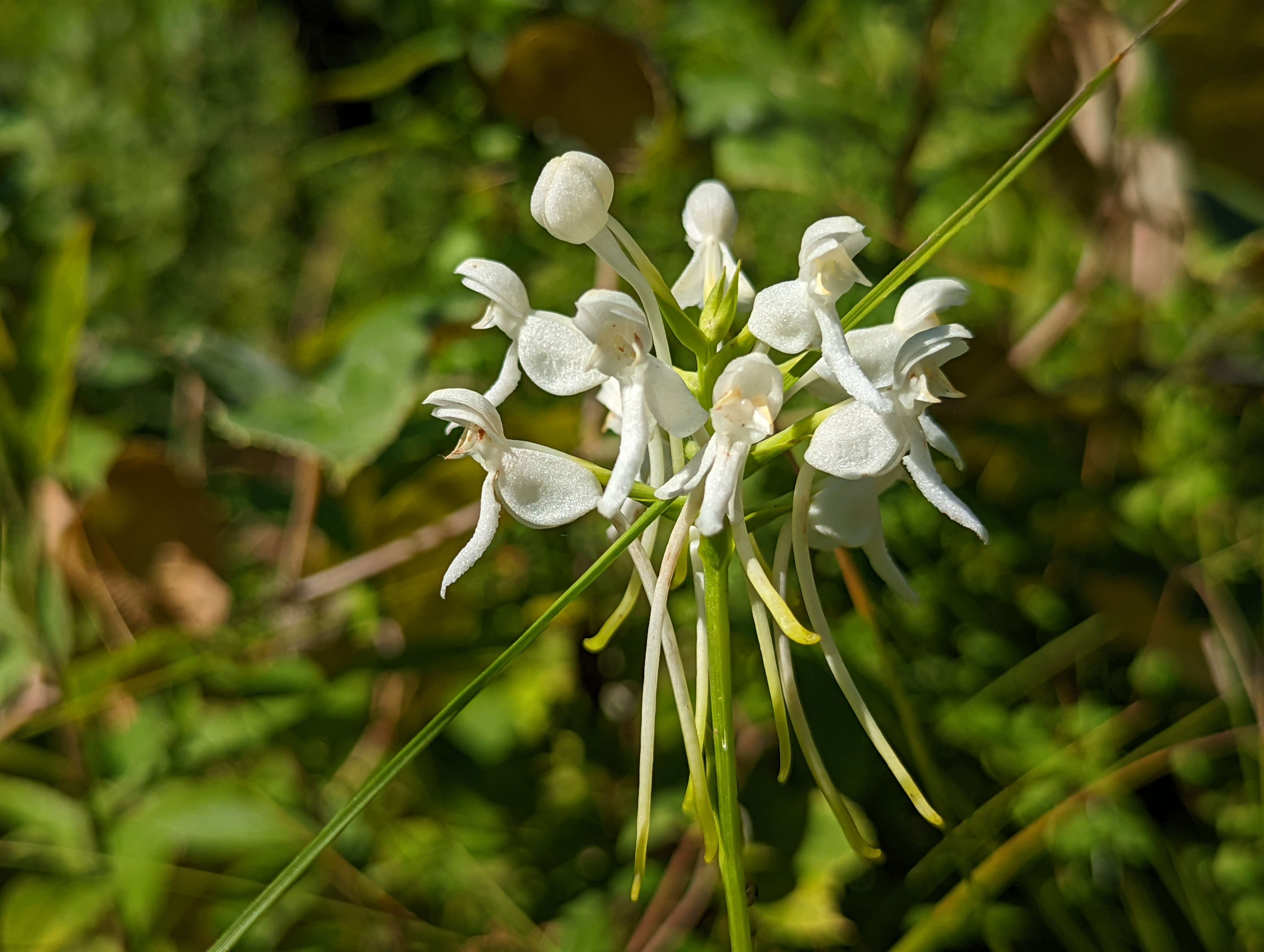 Image of White Fringeless Orchid