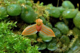 Image of Red Bead Orchid