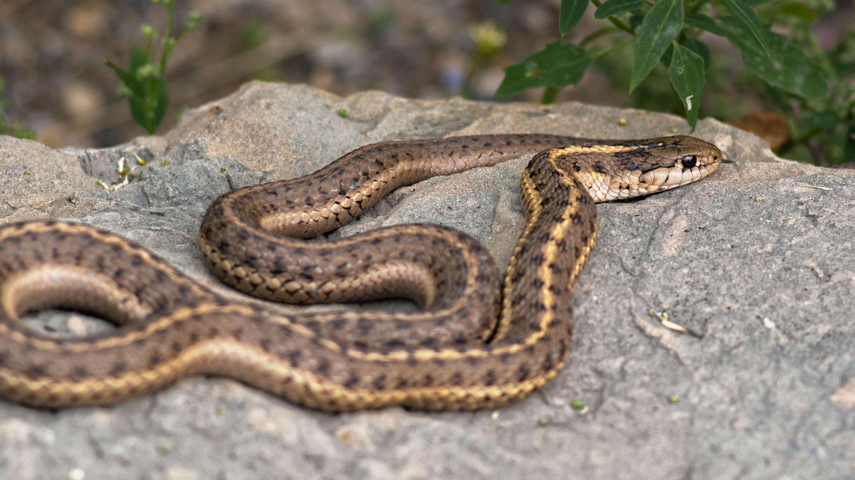 Image of Garter Snakes