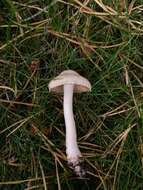 Inocybe geophylla (Bull.) P. Kumm. 1871 resmi