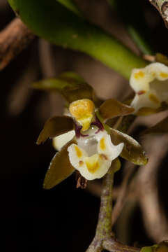 Image of Common tangle orchid