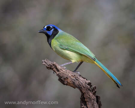 Image of Green Jay