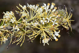 Image of Silky-oak