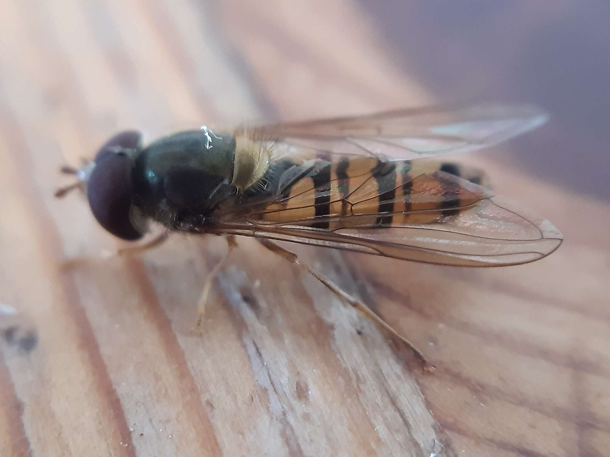 Image of Marmalade hoverfly