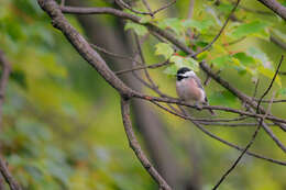 Image of Chickadee