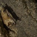 Image of Myotis tricolor (Temminck 1832)